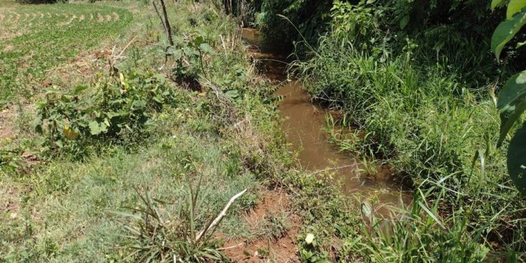 Mais de R$ 200 mil em multas são aplicados em operação contra crimes ambientais em Coronel Vivida