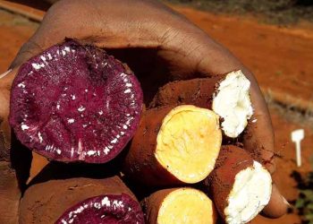 Batata-doce colorida e fortificada é aposta da Embrapa Hortaliças