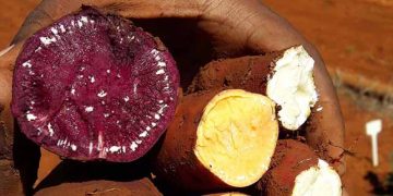 Batata-doce colorida e fortificada é aposta da Embrapa Hortaliças