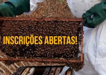 Apicultura: Embrapa oferece curso online e gratuito