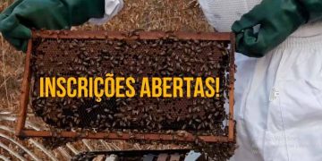 Apicultura: Embrapa oferece curso online e gratuito