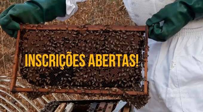 Apicultura: Embrapa oferece curso online e gratuito