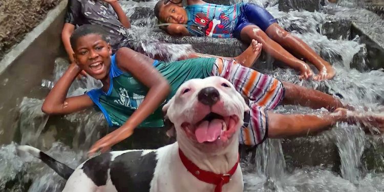 Foto de crianças na chuva e cachorro sorrindo em comunidade do Rio viraliza: ‘Estavam todos felizes’, diz jovem fotógrafa