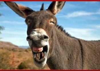 Deputados querem urgência para votar a legalização de cassino e jogo do bicho