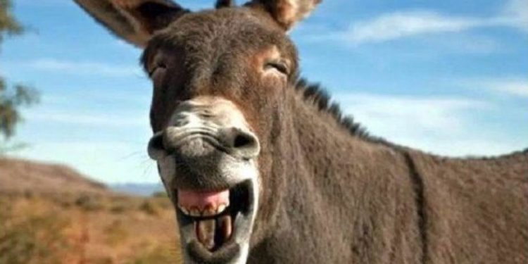 Deputados querem urgência para votar a legalização de cassino e jogo do bicho