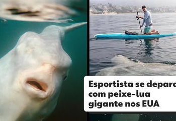 Esportista encontra peixe-lua gigante em praia dos EUA; veja FOTOS e VÍDEO