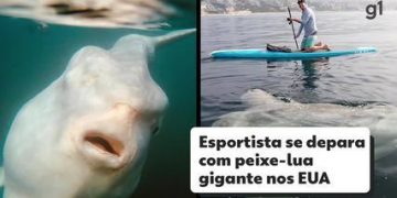 Esportista encontra peixe-lua gigante em praia dos EUA; veja FOTOS e VÍDEO