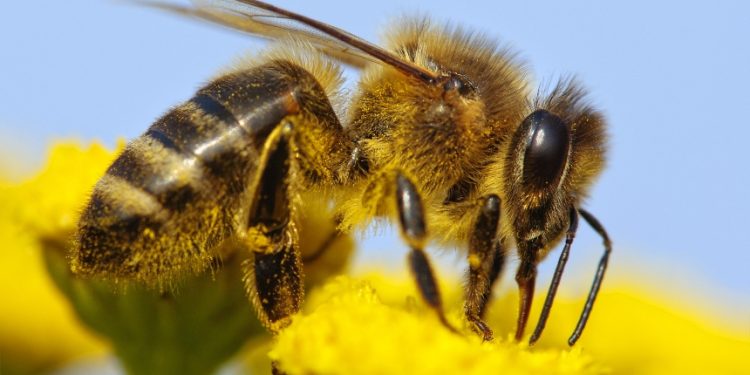Idoso leva mais de 400 picadas de abelhas e é socorrido em estado grave, em Paiçandu