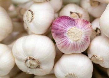 Preços pagos aos produtores de alho, batata e tomate caem em até 41,08%