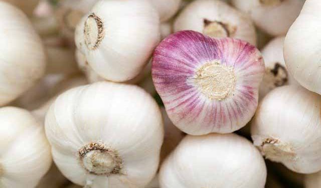Preços pagos aos produtores de alho, batata e tomate caem em até 41,08%