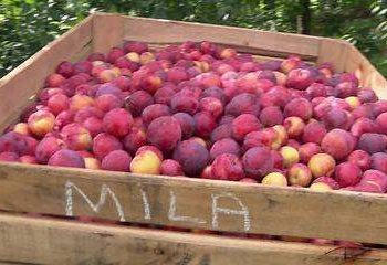 No Paraná, fruticultura ultrapassa gerações: ‘Está no nosso DNA’