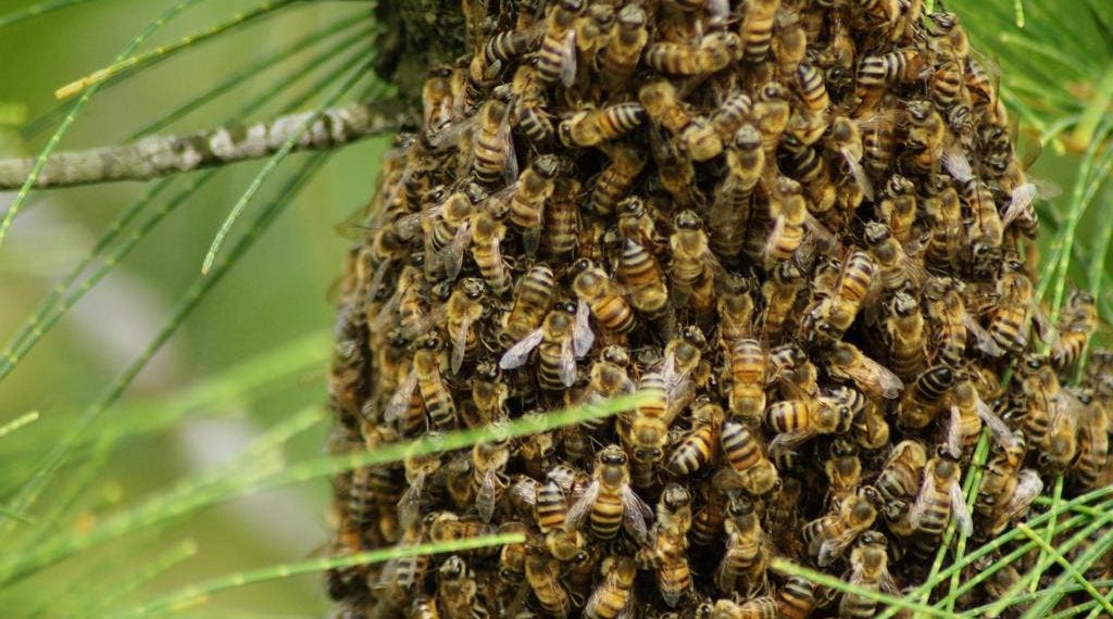 Casal é atacado por enxame de abelhas em Ivaiporã