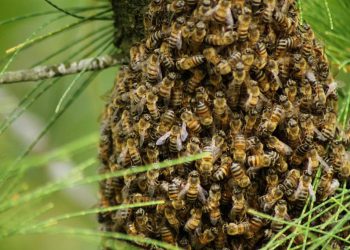 Casal é atacado por enxame de abelhas em Ivaiporã