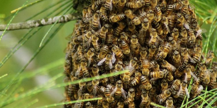 Casal é atacado por enxame de abelhas em Ivaiporã