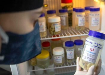 Você sabia que o Paraná tem Banco de Dente Humano? Saiba como fazer doações