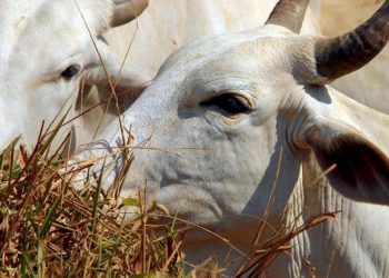 Ipea revisa estimativa do valor adicionado do setor agropecuário
