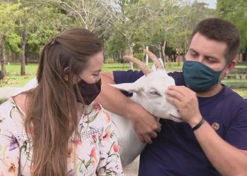 Conheça a cabra cega que conquistou moradores da Asa Norte, em Brasília