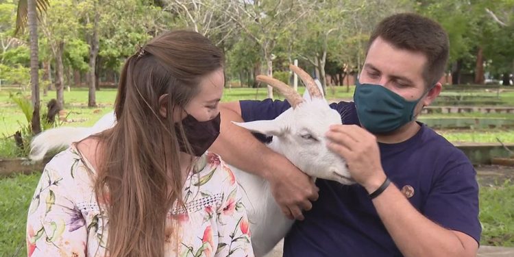 Conheça a cabra cega que conquistou moradores da Asa Norte, em Brasília