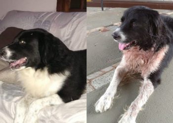 Cachorro leva tiro ao salvar dona que era agredida por bandidos no litoral de SP
