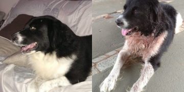 Cachorro leva tiro ao salvar dona que era agredida por bandidos no litoral de SP