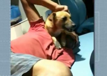 Vira-lata invade ambulância em Londrina para acompanhar dono morador de rua