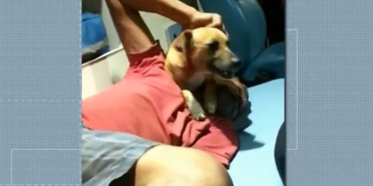Vira-lata invade ambulância em Londrina para acompanhar dono morador de rua