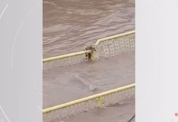 Cãozinho tenta se salvar durante enxurrada em Três Pontas