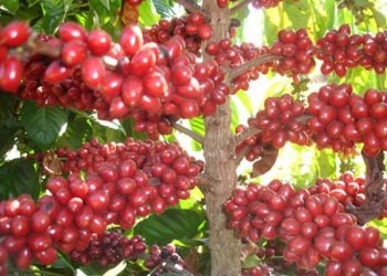 Café conilon chega a 16,29 milhões de sacas na safra 2021