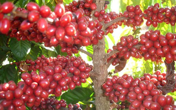 Café conilon chega a 16,29 milhões de sacas na safra 2021
