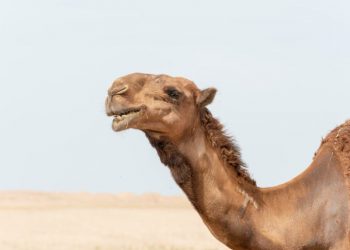 Camelos com botox são desclassificados de concurso de beleza na Arábia Saudita