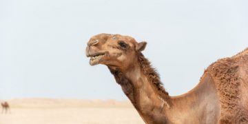 Camelos com botox são desclassificados de concurso de beleza na Arábia Saudita