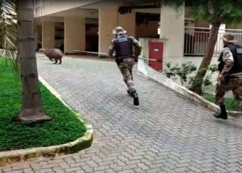 Capivara dribla policiais dentro de condomínio no DF