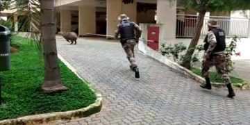 Capivara dribla policiais dentro de condomínio no DF