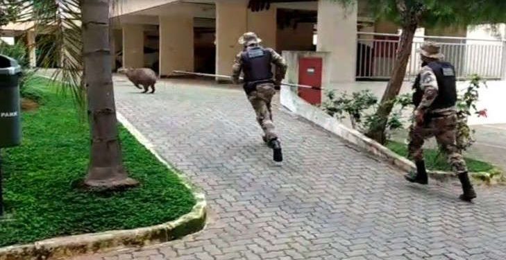 Capivara dribla policiais dentro de condomínio no DF