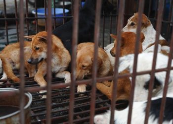 Cidade vietnamita quer proibir venda de carne de cachorro e gato