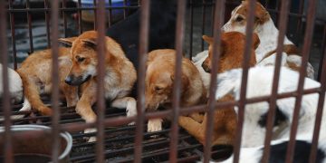 Cidade vietnamita quer proibir venda de carne de cachorro e gato