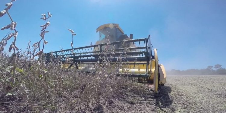 Impactada pela crise hídrica, safra de grãos no Paraná deve ter queda de 3% no volume colhido, prevê Deral