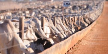 Custo de produção mantém bovinocultura de corte em alerta