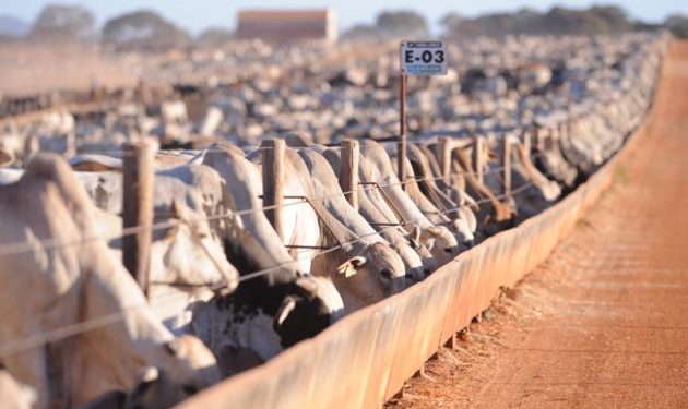 Custo de produção mantém bovinocultura de corte em alerta
