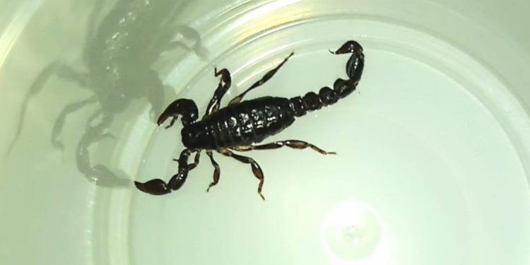 VIGILÂNCIA AMBIENTAL REFORÇA CUIDADOS COM INSETOS E ANIMAIS PEÇONHENTOS NO VERÃO