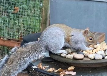 Esquilo fere 18 pessoas e aterroriza moradores de cidade do Reino Unido