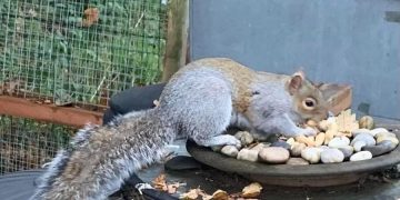 Esquilo fere 18 pessoas e aterroriza moradores de cidade do Reino Unido