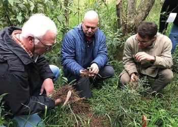 Certificação florestal expande participação de produtores menores