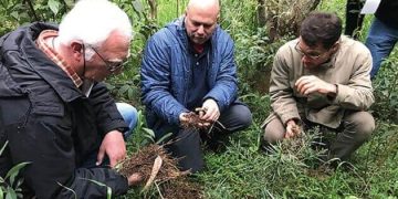 Certificação florestal expande participação de produtores menores