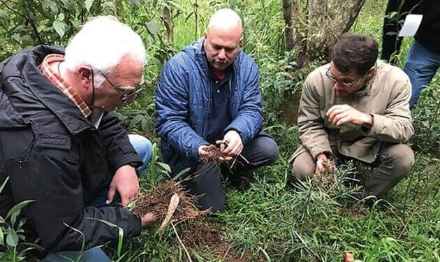 Certificação florestal expande participação de produtores menores