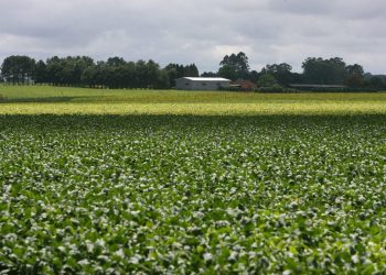 IDR-Paraná divulga orientações sobre colheita de feijão