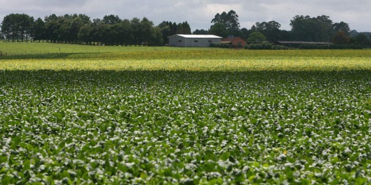 IDR-Paraná divulga orientações sobre colheita de feijão