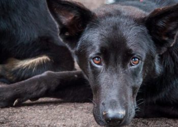 Paraná se torna pioneiro ao reconhecer animais como autores de demandas judiciais