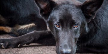 Paraná se torna pioneiro ao reconhecer animais como autores de demandas judiciais