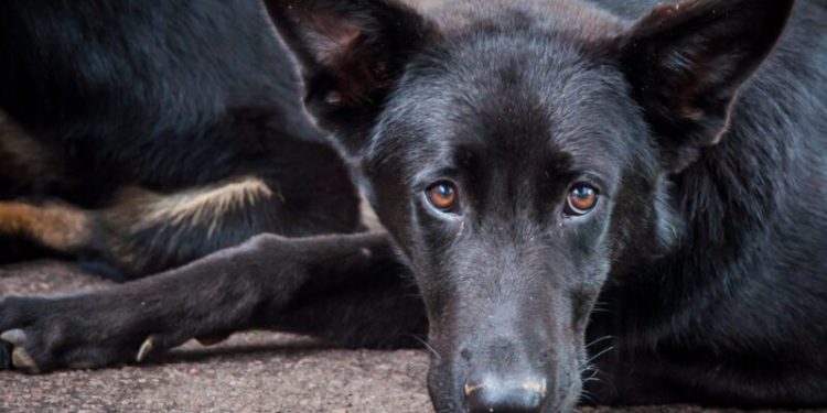Paraná se torna pioneiro ao reconhecer animais como autores de demandas judiciais